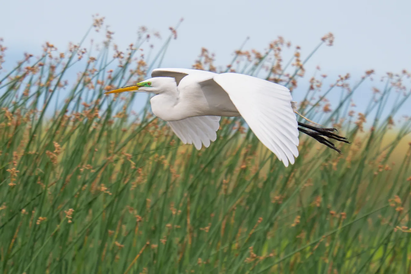 A great egret in flight over the reeds